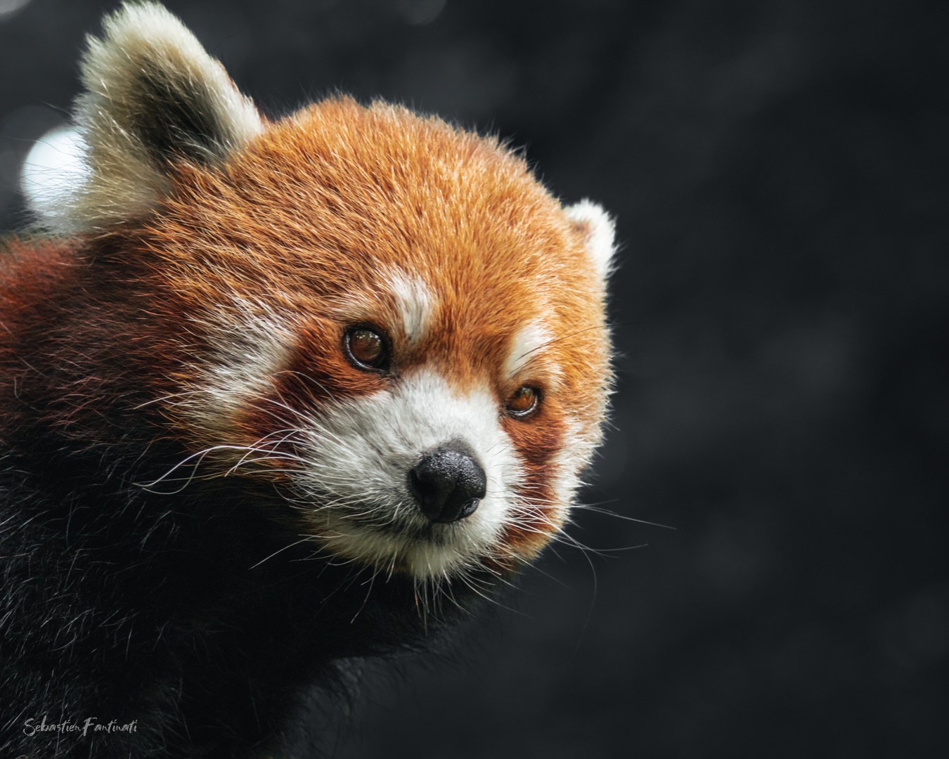 Panda roux du parc animalier de St Croix 😍@lexarmemory#jcpieriformation #ParcSainteCroix #canonfrance #pandacub #pandagram #pandalovers #pandaeyes #pandaworld #adorableanimal #pandababy #pandapanda #pandapandapanda #peluche #suricate #pandaexpress #pandapower #pandacute #animal #animals #fluffyanimal #x #pandatattoo #pandaan #pandadial #peluches #redpandaart #redpanda  #photographe #lexarmemory #mirkat