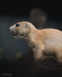 Toujours à l'affût 🥰#prairiedog #animals #pet #funny #petlover #animal #instanimals
#cute #fyp #foryou #foryoupage #viral #fypシ
#poppytheprairiedog #parcsaintecroix #jcpieriformation #canonfrance #canonphotography #nature
#wildlife #animauxsauvages #natureshots #photodafaune #lexarmemory