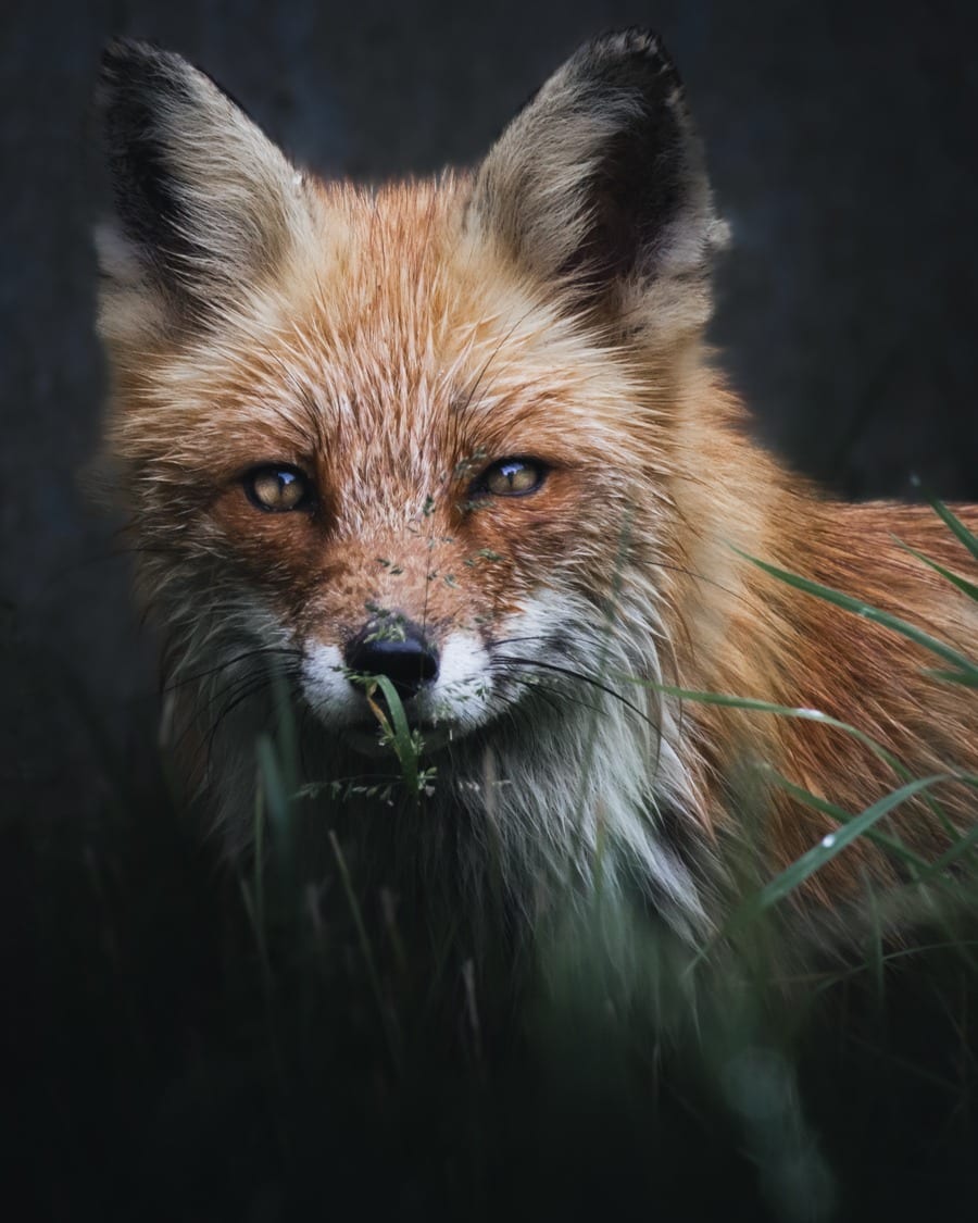 Renard Roux du @parcsaintecroix.
C'est un renard des villes et des champs, très présent dans les campagnes, il peut aussi devenir un citadin. D'ailleurs j'en vois régulièrement derrière chez moi 🥰Photo réaliser avec un @canonfrance R7 et un objectif RF 100-400 😍#renard #fox #nature #wildlife #animauxsauvages #natureshots #faune #instanature #foxvideo #renardsauvage #naturelovers #animallovers #lexarmemory #foxlover #beautifulwildlife #parcsaintecroix #jcpieriformation #canonfrance #canonphotography