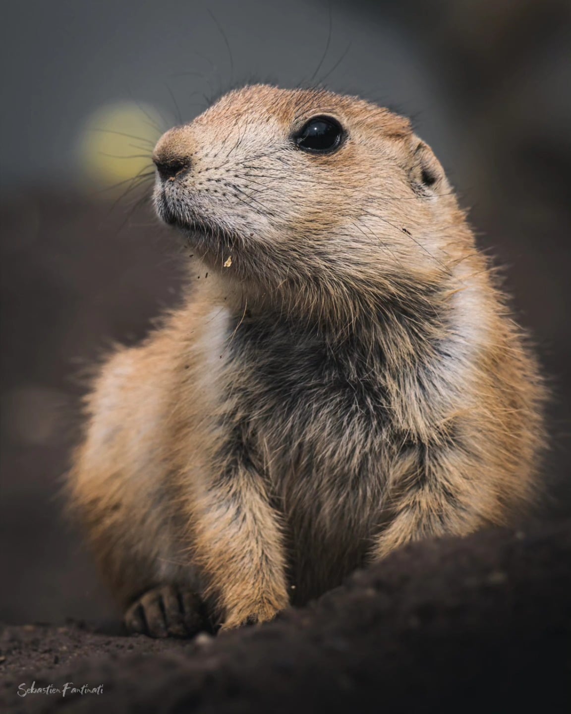 Mood du jour: observer le monde sans se faire repérer (ou du moins essayer 😅)@lexarmemory#prairiedog #animals #pet #funny #petlover #animal #instanimals
#cute #fyp #foryou #foryoupage #viral #fypシ
#poppytheprairiedog #parcsaintecroix #jcpieriformation #canonfrance #canonphotography #nature
#wildlife #animauxsauvages #natureshots #photodafaune #lexarmemory