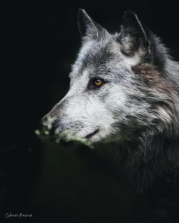 Gardien de l’ombre et de la lumière. Le loup ne suit pas le chemin… il le trace. 🐺#wolfcut #wolf #wolfdog #wolves  #wolfdogcommunity #wolflover #wolflove #wolflovers #wolfstagram #wolfspitz #wolfgrey #wolfish #wolfs #animalsofinstagram #blackwolf #lupo #whitewolf #loup #wolvesofinstagram #wolfismotif #wolfpup #wolfpuppy #wolfcrew #wolfspirit #wolflife #ParcSainteCroix #jcpieriformation #lexarmemory #whitewall_lab