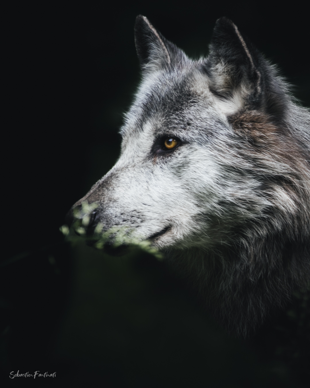 Gardien de l’ombre et de la lumière. Le loup ne suit pas le chemin… il le trace. 🐺#wolfcut #wolf #wolfdog #wolves  #wolfdogcommunity #wolflover #wolflove #wolflovers #wolfstagram #wolfspitz #wolfgrey #wolfish #wolfs #animalsofinstagram #blackwolf #lupo #whitewolf #loup #wolvesofinstagram #wolfismotif #wolfpup #wolfpuppy #wolfcrew #wolfspirit #wolflife #ParcSainteCroix #jcpieriformation #lexarmemory #whitewall_lab