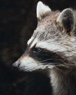 Raton laveur du parc animaliers de Sainte-Croix#racoon #racoons #wildlifephotography #wildlife #animals #animalsofinstagram #woods #naturephotography #nature #jcpieriformation #canonfrance #canonphotography #nature
#animauxsauvages #natureshots #photodafaune #lexarmemory