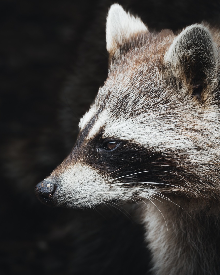 Raton laveur du parc animaliers de Sainte-Croix#racoon #racoons #wildlifephotography #wildlife #animals #animalsofinstagram #woods #naturephotography #nature #jcpieriformation #canonfrance #canonphotography #nature
#animauxsauvages #natureshots #photodafaune #lexarmemory