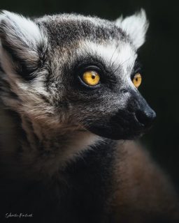Un des Maki catta nombreux Maki catta de l'île au lémuriens du @parcsaintecroix#mammals #lemur #lemurien #animal #instagood
#nature #garden #igers #instapic #igersfrance
#animaux #animals #france #iganimals #beautiful
#makicatta #mammifère #zoo #zoophotography
#parcsaintecroix #jcpieriformation #canonfrance #canonphotography #nature
#wildlife #animauxsauvages #natureshots #lexarmemory