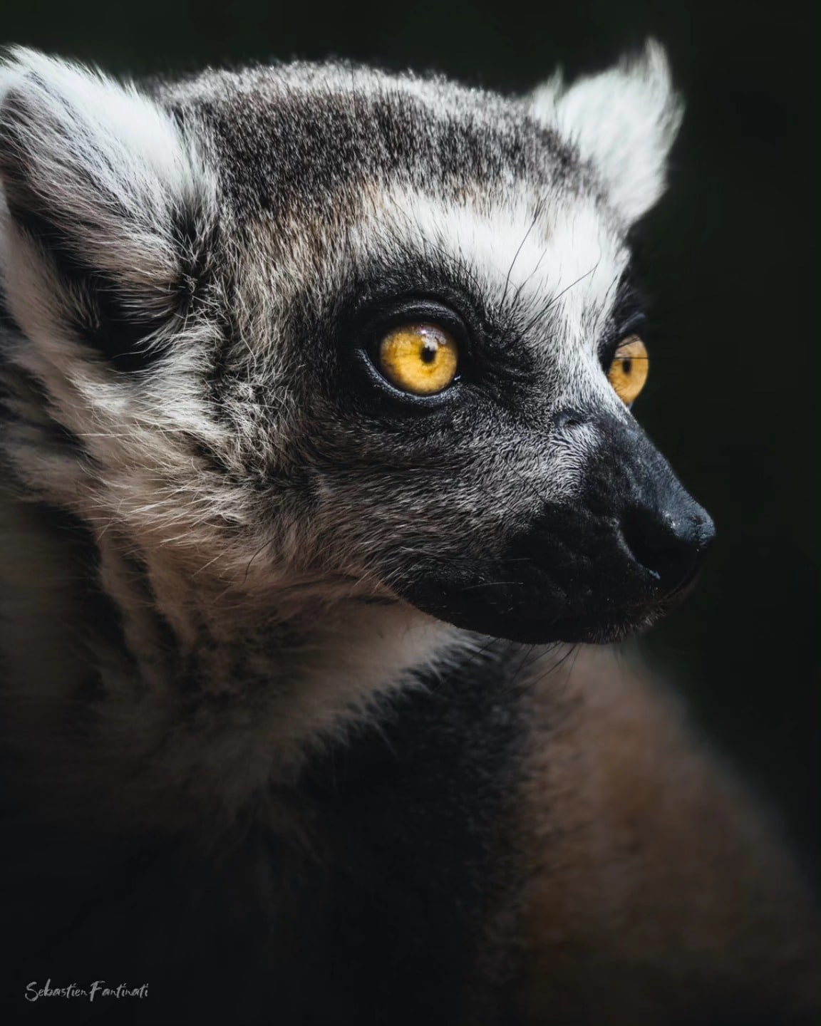 Un des Maki catta nombreux Maki catta de l'île au lémuriens du @parcsaintecroix#mammals #lemur #lemurien #animal #instagood
#nature #garden #igers #instapic #igersfrance
#animaux #animals #france #iganimals #beautiful
#makicatta #mammifère #zoo #zoophotography
#parcsaintecroix #jcpieriformation #canonfrance #canonphotography #nature
#wildlife #animauxsauvages #natureshots #lexarmemory